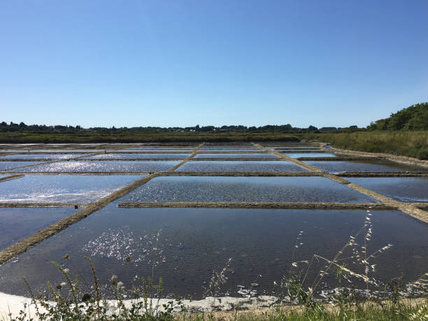 istock Salt marsh landscapes near the Atlantic coast 1156806434