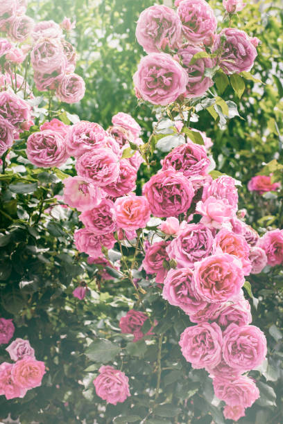 fond rose de roses - ornamental garden europe flower bed old fashioned photos et images de collection