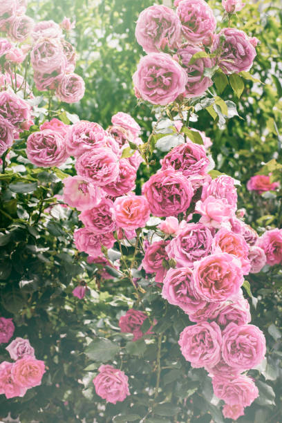 pink roses background - ornamental garden europe flower bed old fashioned imagens e fotografias de stock