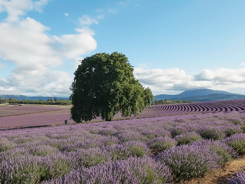 afternoon shot of rows of lavender in bloom at a farm in tasmania, australia