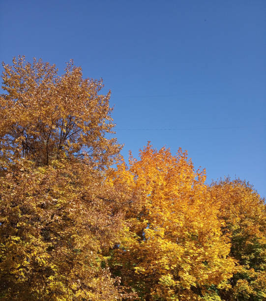 istock Bright colorful orange fall tree leaves on blue sky background 1156810628