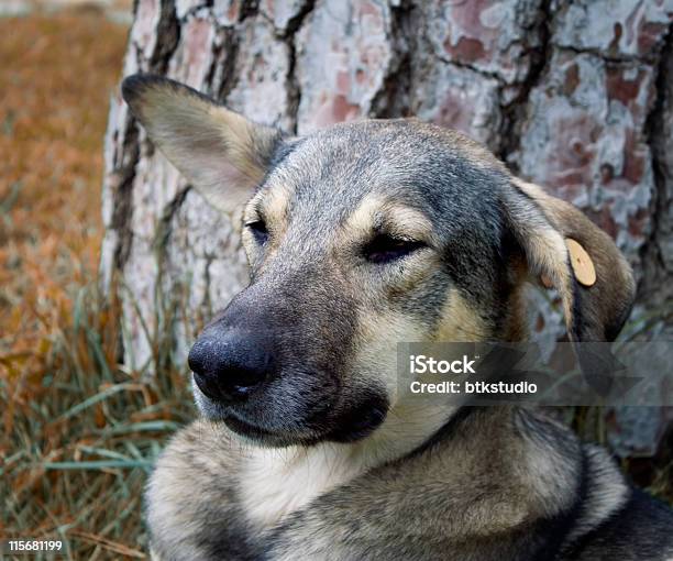 Stray Hunden Das Leben Auf Den Straßen Stockfoto und mehr Bilder von Farbbild - Farbbild, Fotografie, Horizontal