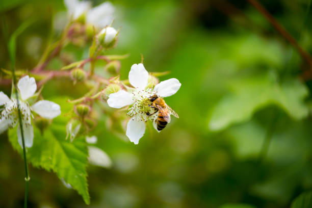 Honey Bee / Apis on a Blackberry / Rubus Ursinus Flower under natural light.