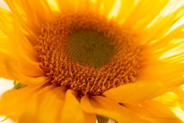 istock Closeup of Yellow Sunflower, Sunset, Back-lighting 1156818155