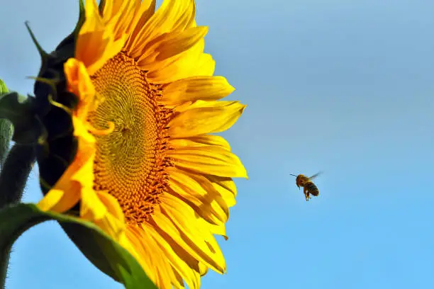 Photo of the bee pollinating the flower of a sunflower closeup