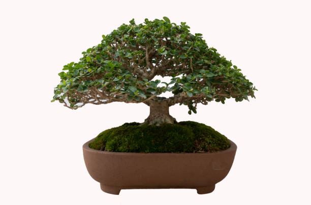 istock close up bonsai in pot on white background 1156819002