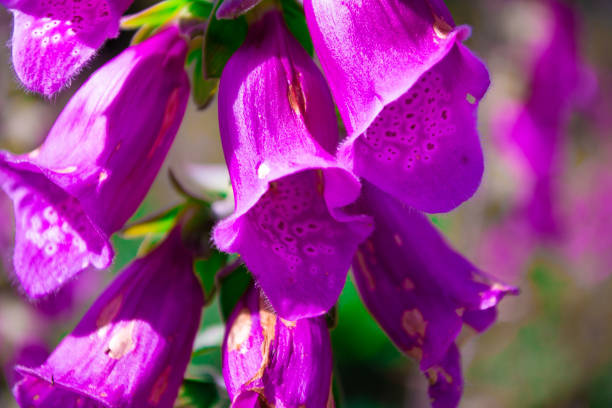 istock Orchid close up with its petals 1156819079