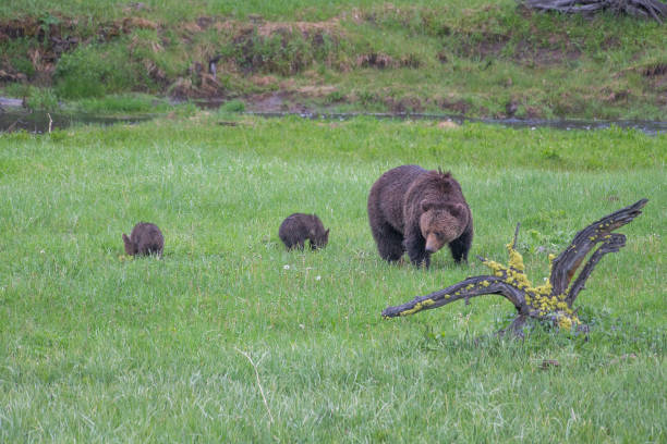 istock Grizzly bear and two cubs in the rain 1156820176