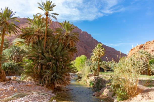 istock Stream at Todra Gorge in Morocco 1156820277