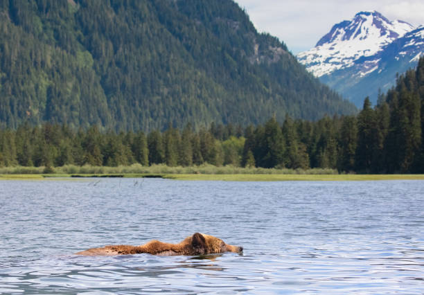 istock Grizzly Bear Swiming Across a River in Canada's Great Bear Rainforest 1156820325