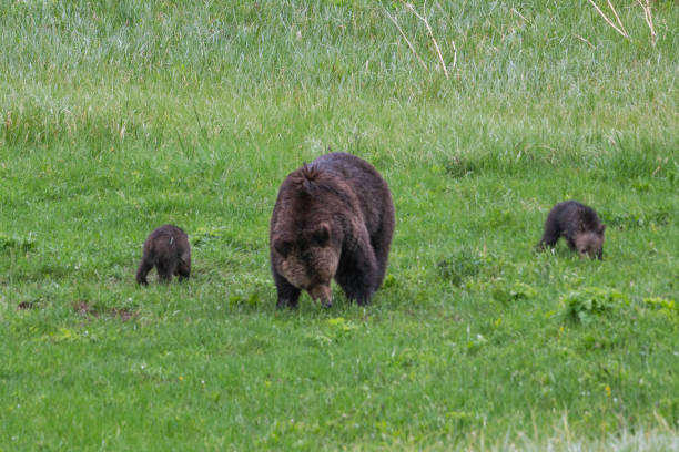 istock Grizzly bear and two cubs in the rain 1156820391