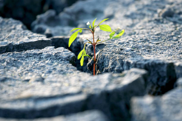 istock sprout plants growing on very dry cracked earth 1156820401