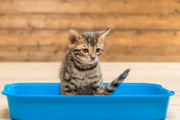 istock concentrated kitten on the toilet tray does important things 1156822706