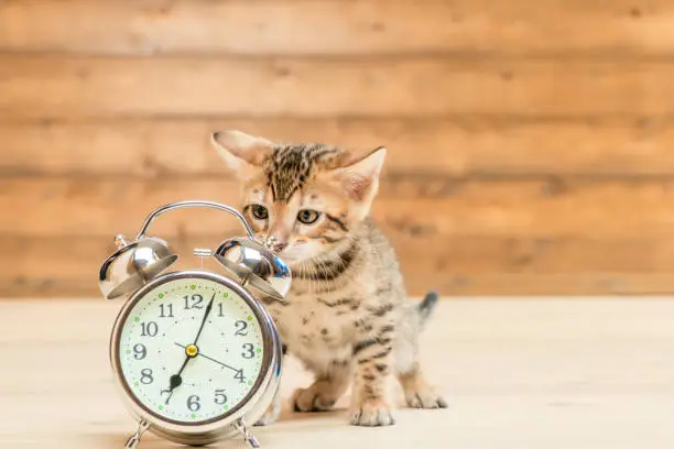 retro alarm clock that shows 7 o'clock and a kitten of the Bengal breed