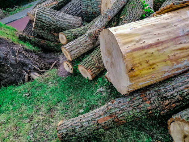istock wooden barks 1156823597