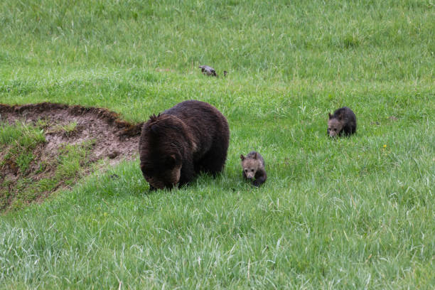 istock Grizzly bear and two cubs in the rain 1156824483