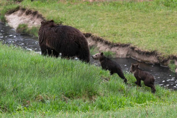 istock Grizzly bear and two cubs in the rain 1156824935