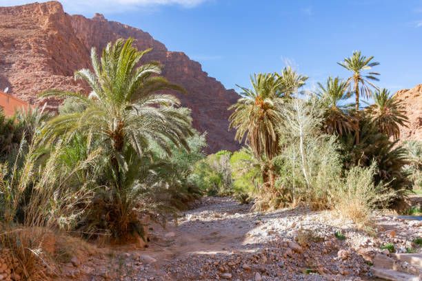 istock Palm Trees and Plants at Todra Gorge in Morocco 1156825792