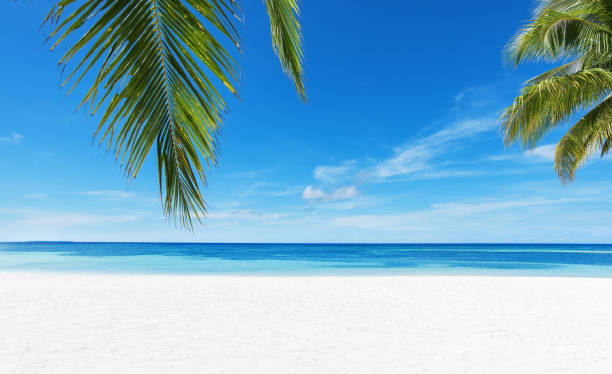 istock Tropical white sand beach with palm leaves and blue sky 1156827122