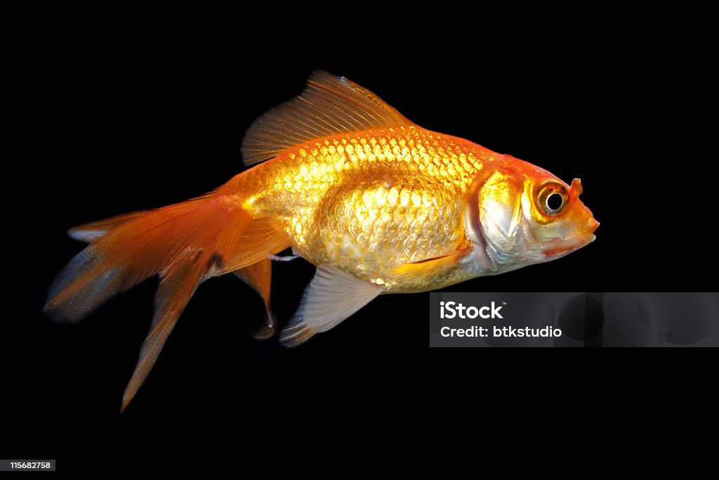 goldfish and black background Goldfish Stock Photo