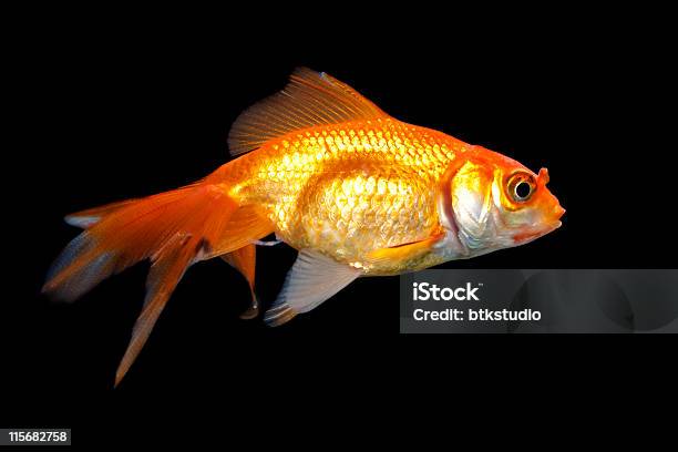 Goldfish And Black Background Stock Photo - Download Image Now - Goldfish, Black Background, Animal