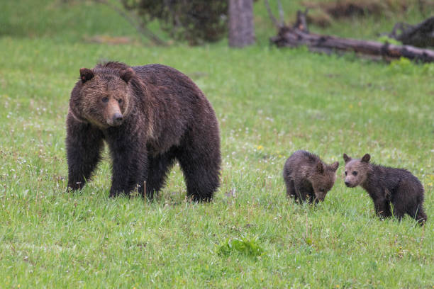istock Grizzly bear and two cubs in the rain 1156827977