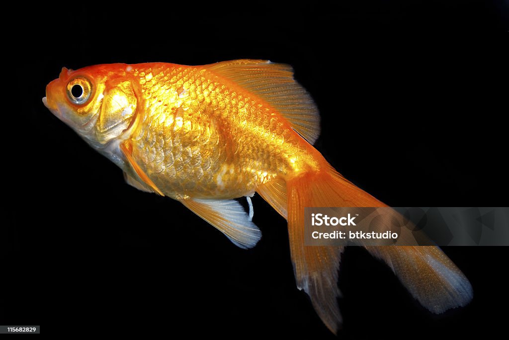 Peixe dourado, fundo preto - Royalty-free Animal Foto de stock