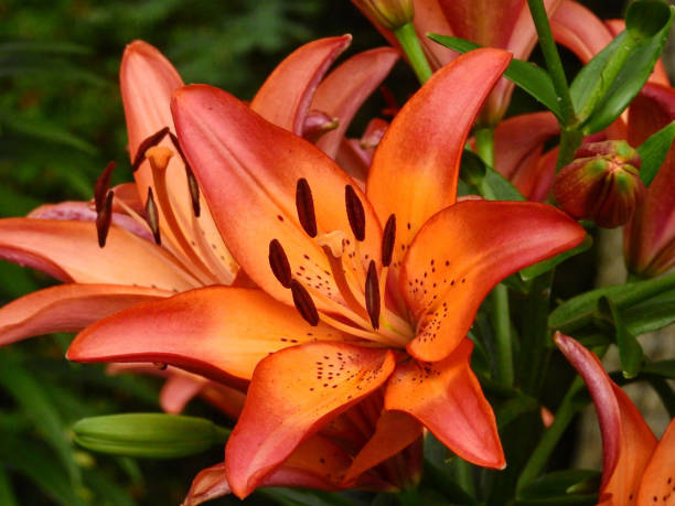 zbliżenie pomarańczowych lilii azjatyckich - lily lily family temperate flower asiatic lily zdjęcia i obrazy z banku zdjęć