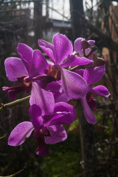 istock The Purple Orchid 1156828919