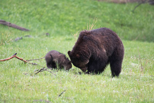 istock Grizzly bear and two cubs in the rain 1156831475