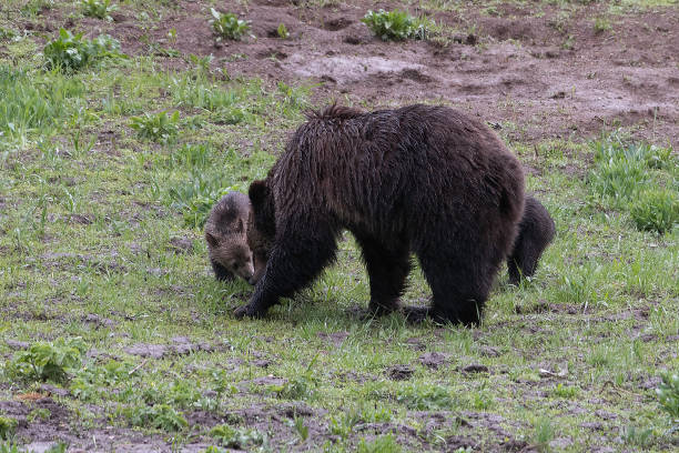 istock Grizzly bear and two cubs in the rain 1156831570