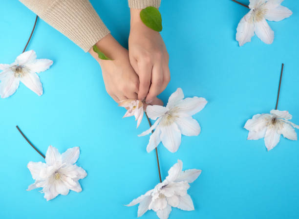 istock two female hands holding blooming white clematis buds 1156832922