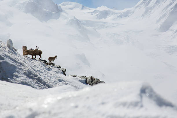 istock Deer living in the Matterhorn 1156833840