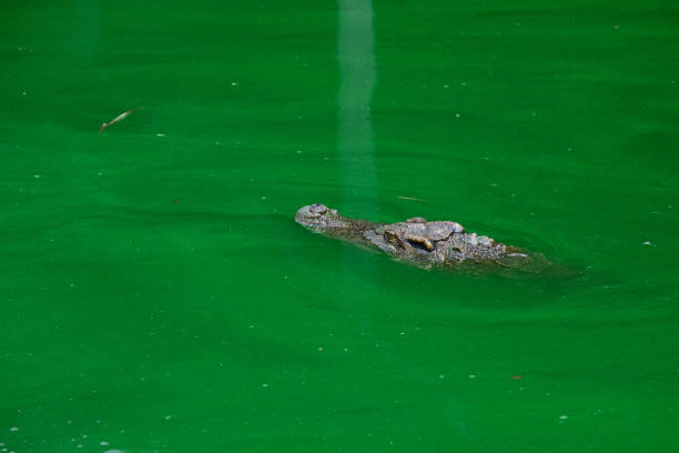 closeup Siamese Crocodile in the green water pond,rare species concept