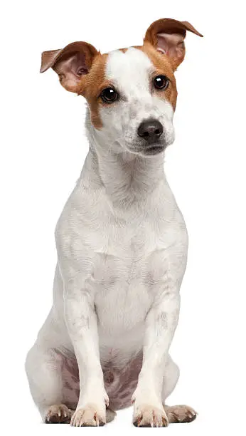 Jack Russell Terrier, ten months old, sitting in front of white background.