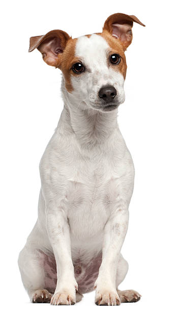 jack russell terrier, dez meses de idade, sentado, fundo branco. - terrier imagens e fotografias de stock