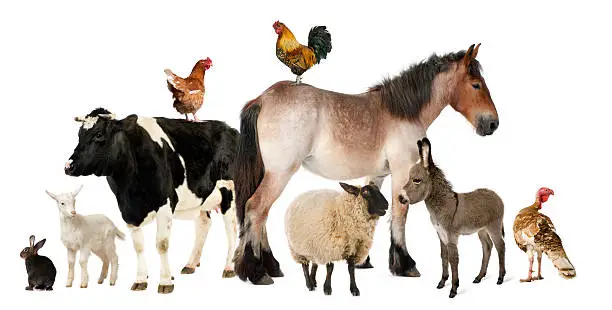 Photo of A variety of farm animals against a white background