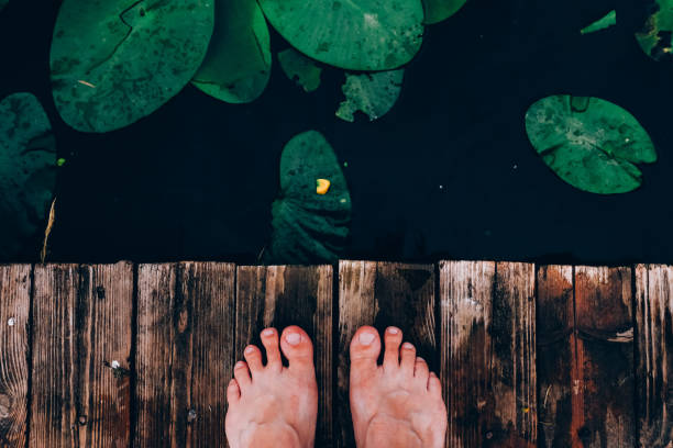 istock Lotus leaves on lake top view. 1156836820