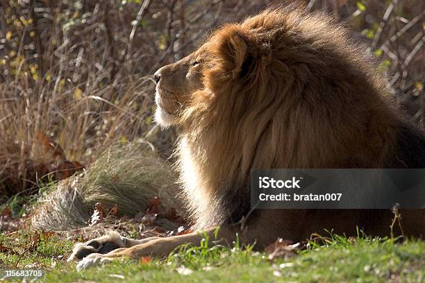 Leão Num Dia Soalheiro - Fotografias de stock e mais imagens de Animal - Animal, Animal Cativo, Fotografia - Imagem