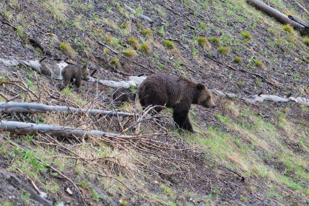 istock Grizzly bear and two cubs in the rain 1156837541