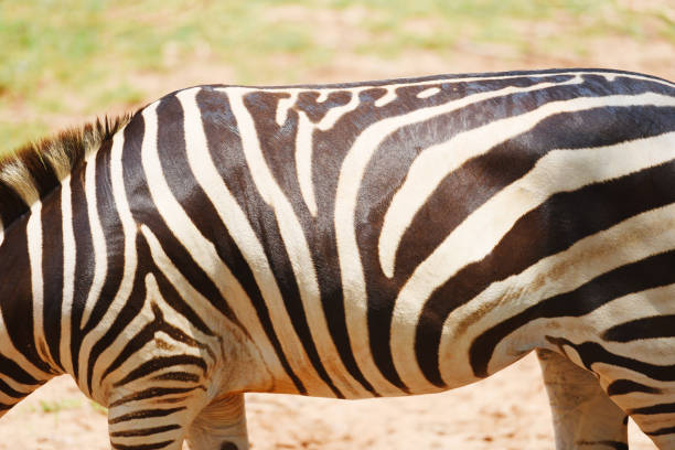 зебра картина реальная - зебра африканских равнин пасутся травы поле в национальном парке - burchellii стоковые фото и изображения