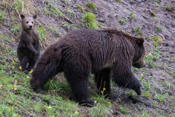 istock Grizzly bear and two cubs in the rain 1156837780