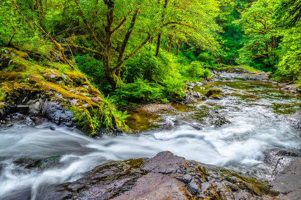 istock Sunset Hike to Sweet Creek Falls in Oregon 1156837802