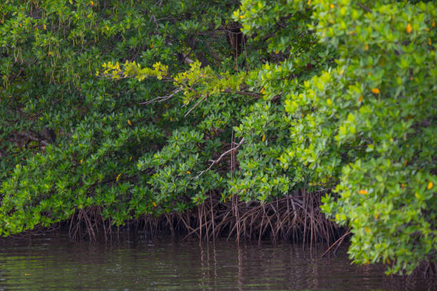 istock Florida mangrove trees and lake 1156837827