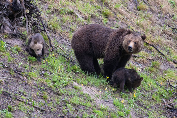 istock Grizzly bear and two cubs in the rain 1156838573