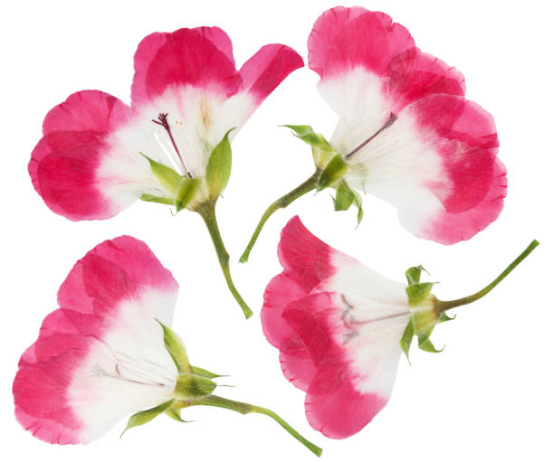 istock Pressed and dried pink flowers geranium, isolated on white 1156838635