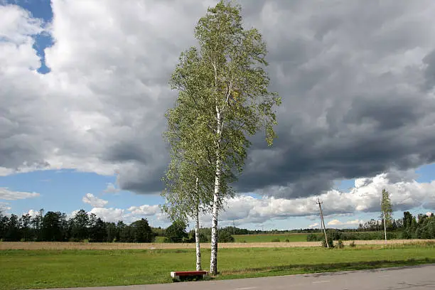Birch trees and a storm cloud. Classic russian landscape.