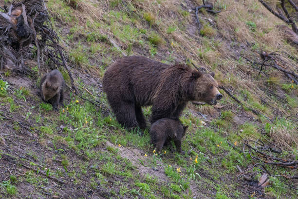 istock Grizzly bear and two cubs in the rain 1156839902