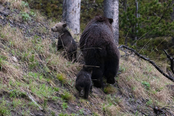 istock Grizzly bear and two cubs in the rain 1156841809