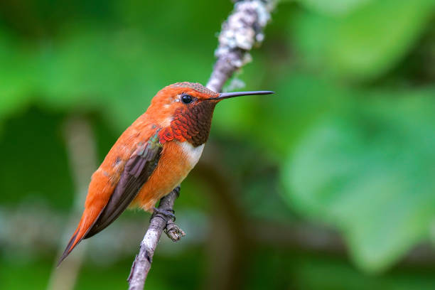 istock Supper High Definition Humming Bird 1156841811